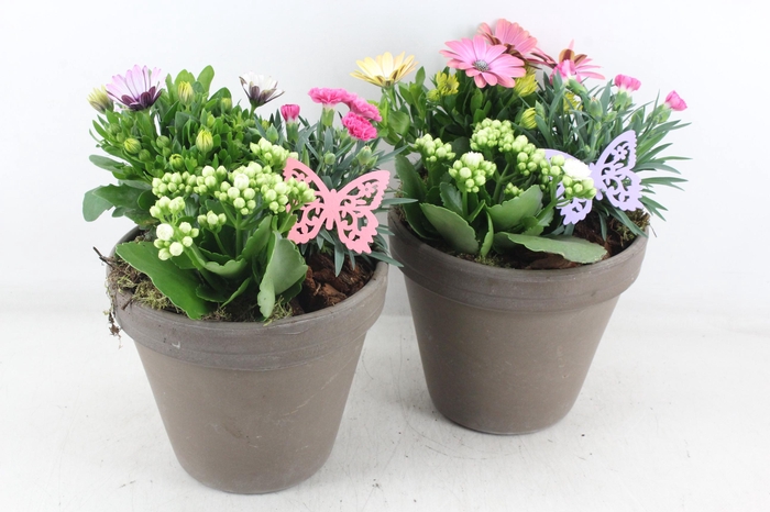 <h4>arr4 Outdoor MB - Ker. bloempot choco</h4>