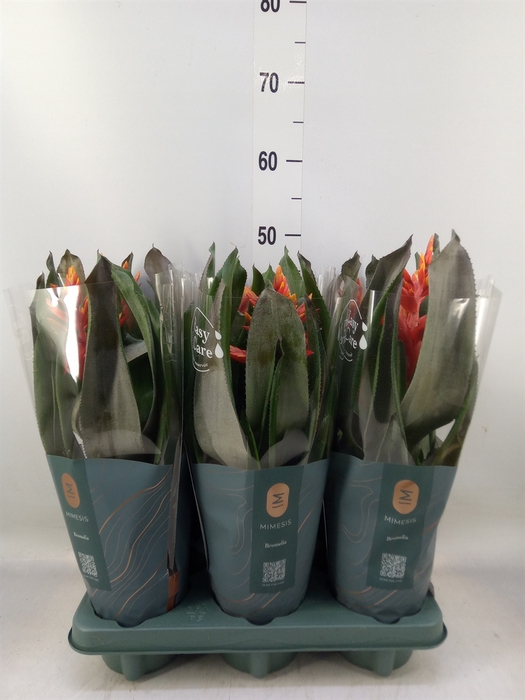 <h4>Aechmea  'Pepita Elegant Flames'</h4>