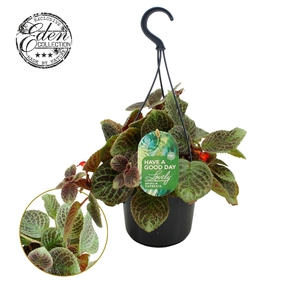 Episcia cupreata Shimmer 15cm HP