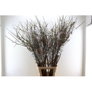 Chaenomeles Superba 150cm