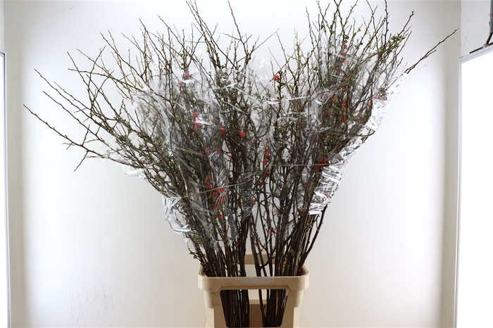 <h4>Chaenomeles Superba 150cm</h4>