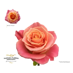 Rosa Premium Miss Piggy