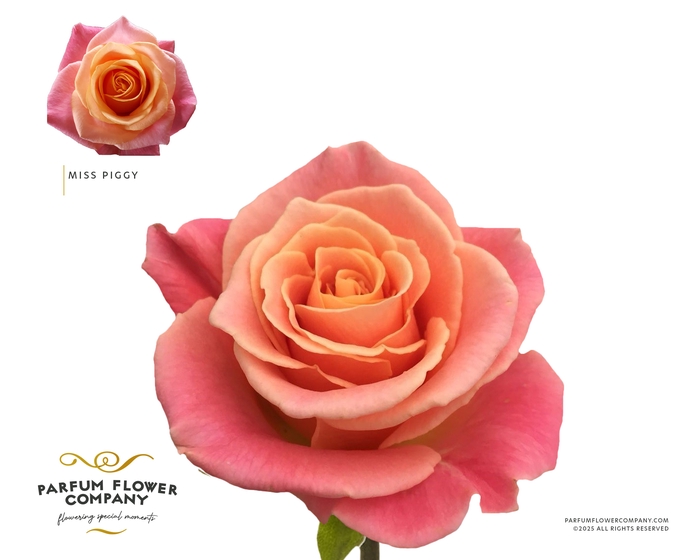 <h4>Rosa Premium Miss Piggy</h4>