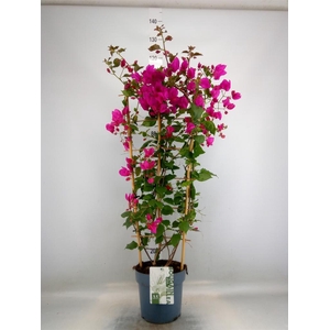 Bougainvillea  'Sanderiana'