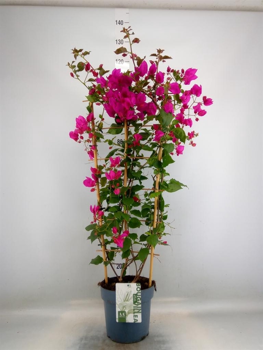 <h4>Bougainvillea  'Sanderiana'</h4>