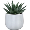 SUKKULENTEN P6 DARWIN WHITE
