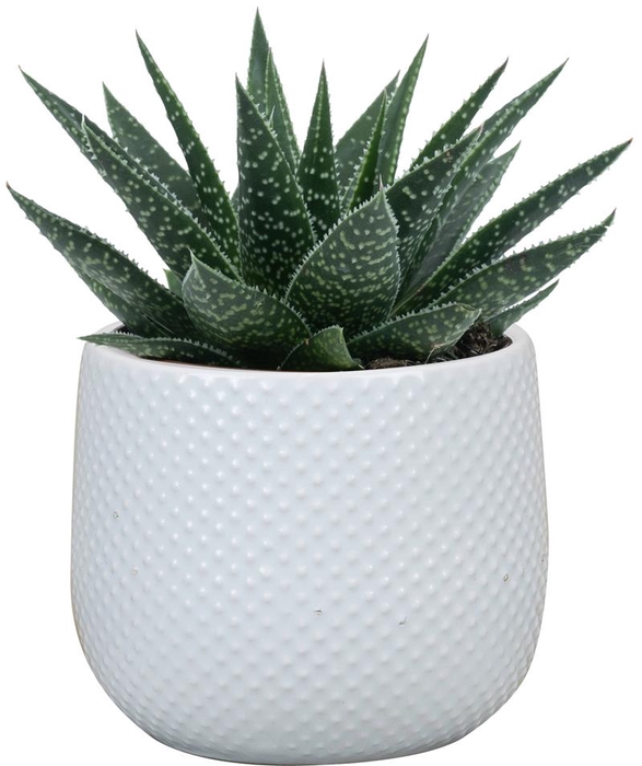 SUKKULENTEN P6 DARWIN WHITE