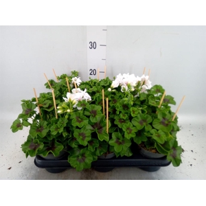 Pelargonium pelt.   ...
