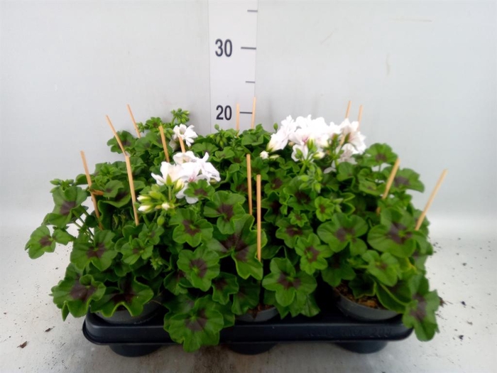 <h4>Pelargonium pelt.   ...</h4>