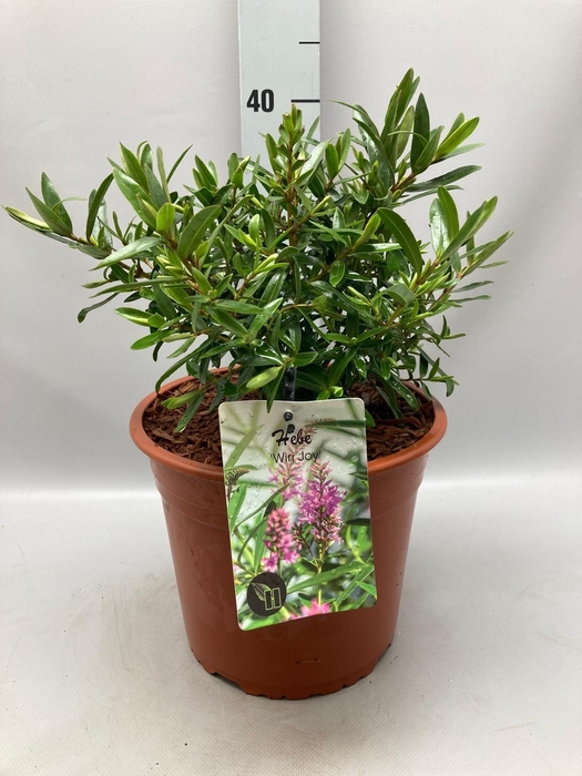 <h4>Hebe 'Wiri Joy' C5</h4>