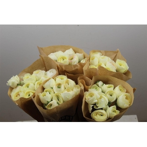 Ran Cloni Ex Vanila Cream