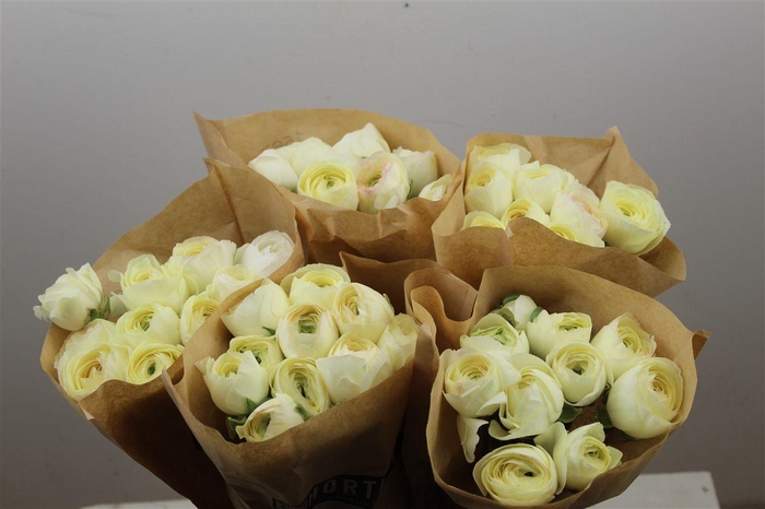 <h4>Ran Cloni Ex Vanila Cream</h4>