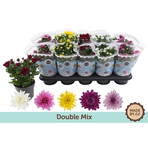 Chrysanthemum  Indicum Double Mix Chrysanthemum Indicum mix