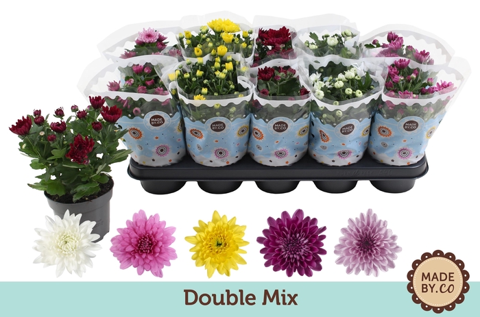 <h4>Chrysanthemum  Indicum Double Mix Chrysanthemum Indicum mix</h4>