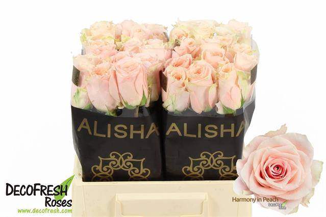 <h4>R GR HARMONY PEACH</h4>