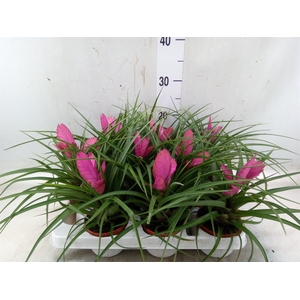 Tillandsia cyanea 'Josee'