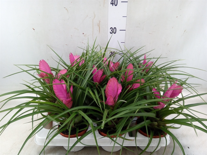 <h4>Tillandsia cyanea 'Josee'</h4>