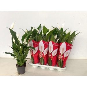 Spathiphyllum Sweet Chico