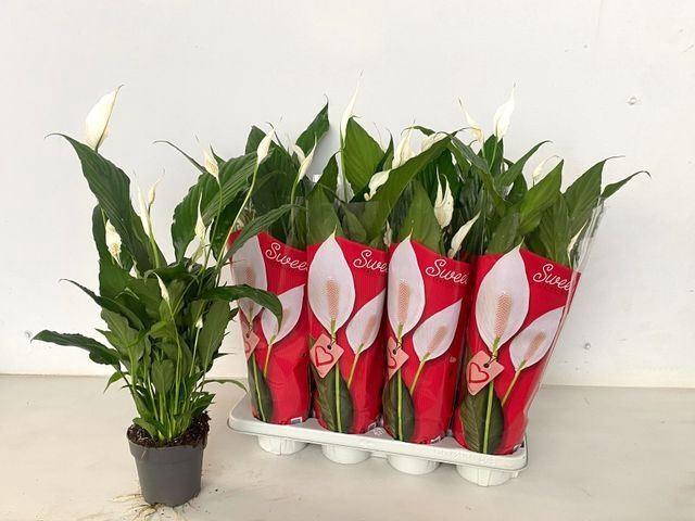 <h4>Spathiphyllum Sweet Chico</h4>