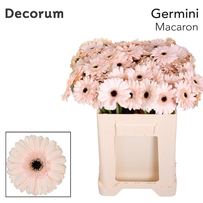 <h4>Germini Macaron Water</h4>