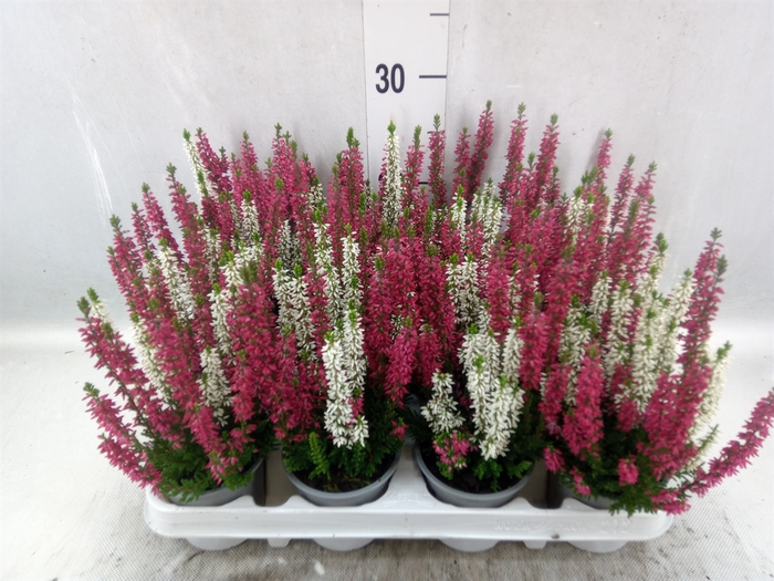 <h4>Calluna vulg. 'Beauty L'  ..mix 2/p</h4>