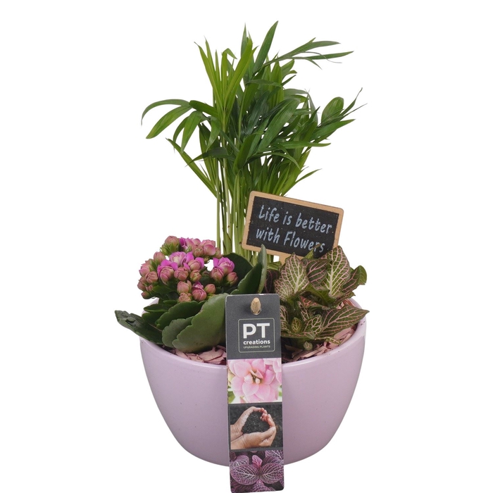 <h4>Arr.   Planten L%</h4>