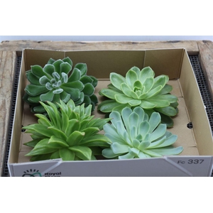 Echeveria Gemengd X4