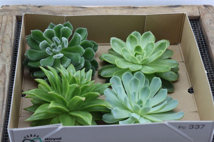 <h4>Echeveria Gemengd X4</h4>