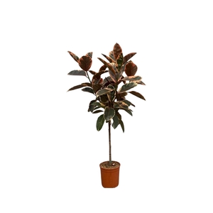 Ficus Elastica Belize - 140cm