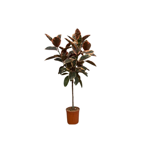 <h4>Ficus Elastica Belize - 140cm</h4>