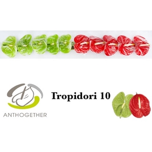 ANTH A TROPIDORI GEM 10 Small Pack