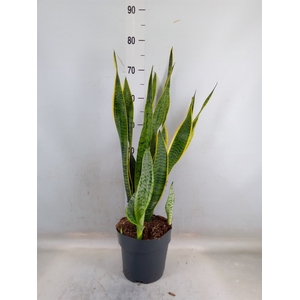 Sansevieria trifa. 'Laurentii'