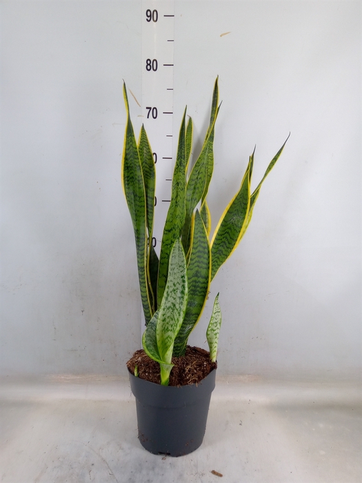 <h4>Sansevieria trifa. 'Laurentii'</h4>