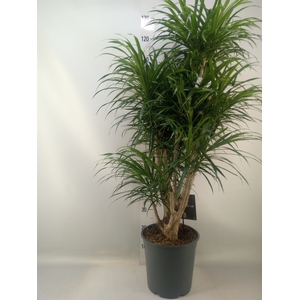 Dracaena refl. 'Anita'