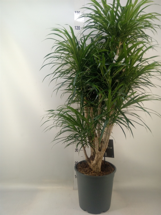 <h4>Dracaena refl. 'Anita'</h4>