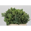 Pittosporum Ilan