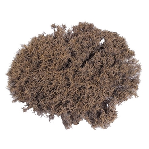 Iron Bush 40-50cm p/pc Natural