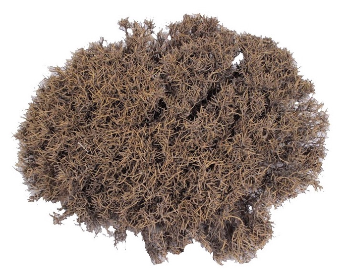 Iron Bush 40-50cm p/pc Natural