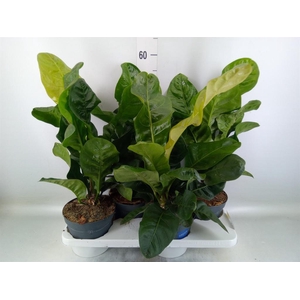 Anthurium crass. 'Karma Birdnest'