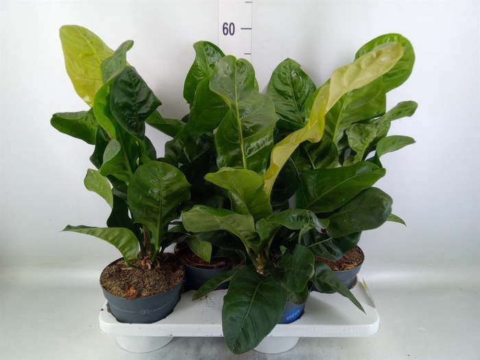 <h4>Anthurium crass. 'Karma Birdnest'</h4>