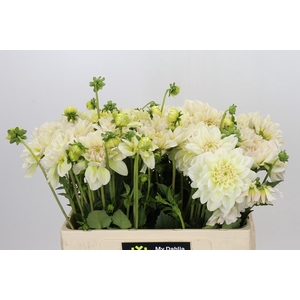 Dahlia Champagne