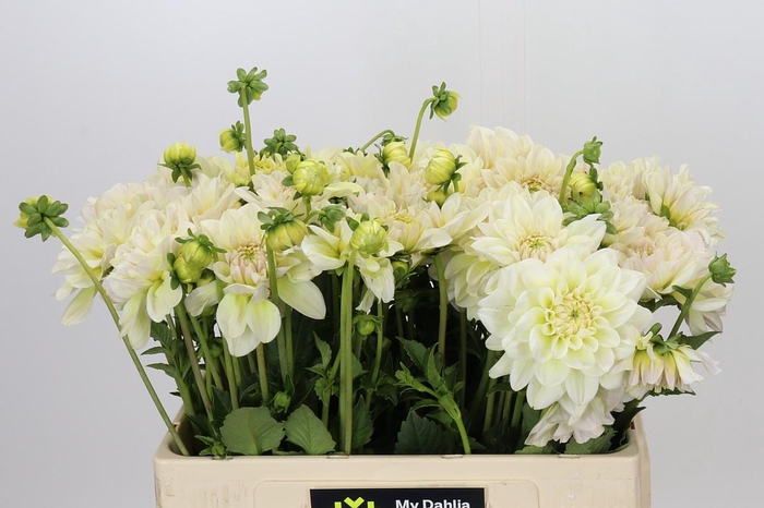 <h4>Dahlia Champagne</h4>