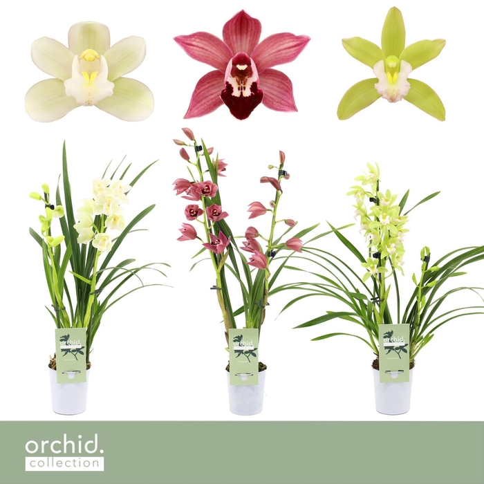 <h4>Cymbidium, Mix 2-spike 'Orchid Collection' P9</h4>