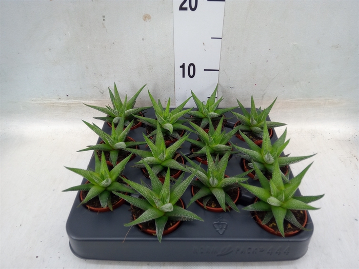 <h4>Haworthia fasciala 'Concolor'</h4>