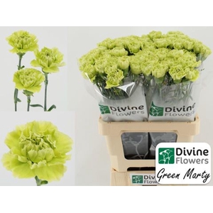 Dianthus ST 'Green Marty'