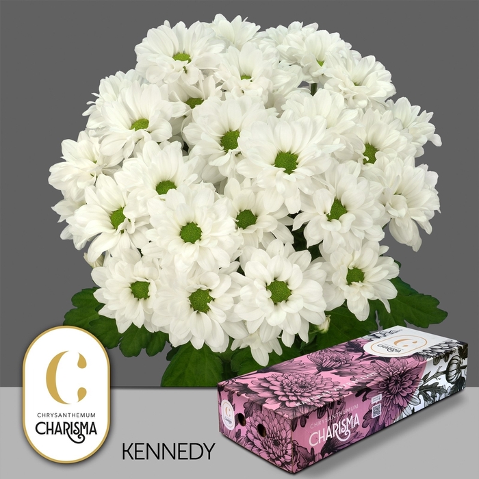 <h4>Chrys sp kennedy</h4>
