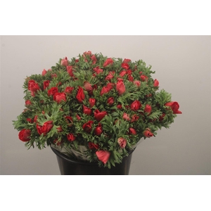 Anemone Fr. Red