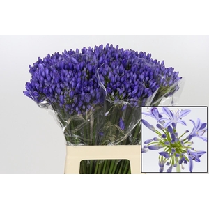 AGAP EYFORI BLUE