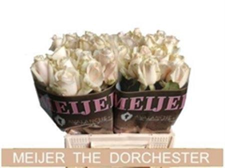 <h4>R Gr Dorchester+</h4>