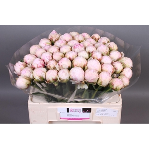 Paeonia Pillow Talk | Heavy Quality